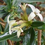 The fragrant Daphne retusa in flower