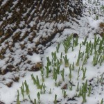 green shoots appear through the snow