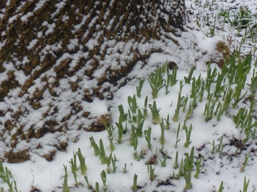 green shoots appear through the snow