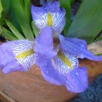 iris flower in bloom