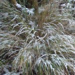 grass with snow makes a fountain effect