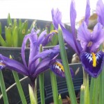 side view of newly bloomed iris