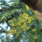yellow pompoms of mimosa coming into flower