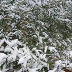 snow rest heavy on the olive leaves