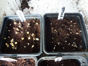 salad seeds germinate in greenhouse