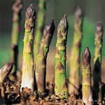 aparagus spears growing