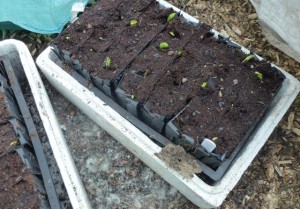 broad beans germinate in warm bag if bark
