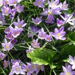 crocus tommasinianus in bloom on the lawn