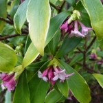 daphne flowers open and releasing scent