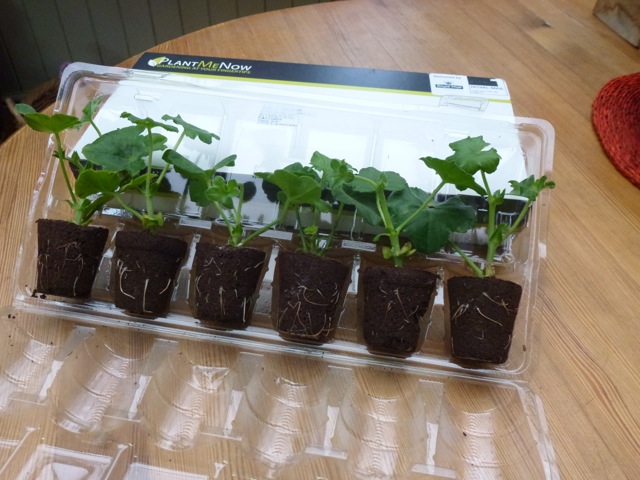 ivy leaved geraniums ivy leaved geraniums plug plants in tray