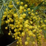 bright yellow mimosa flowers