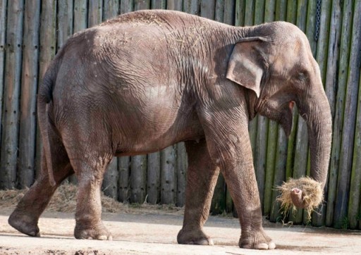 elephant at blackpool zoo