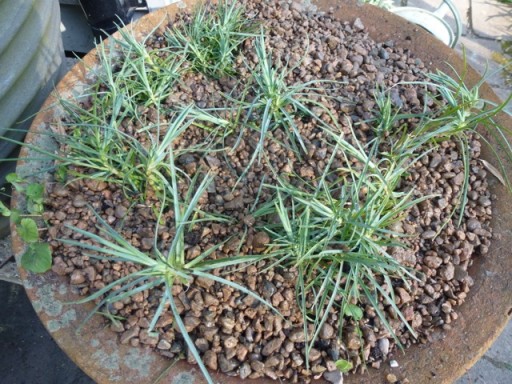 dianthus plant new shoots
