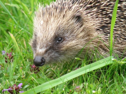 hedgehog amongst grass and clovers