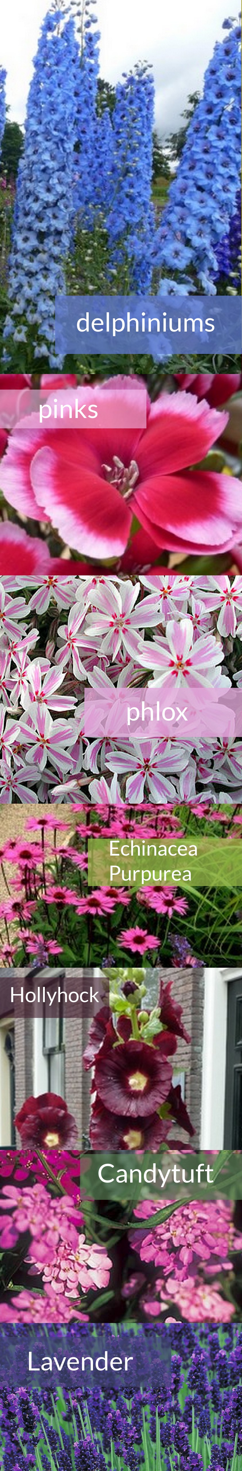 cottage garden plants