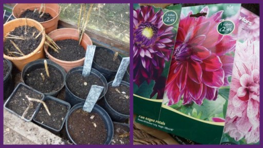 dahlias potted up in greenhouse