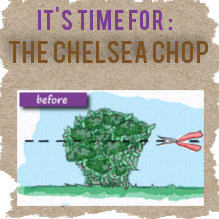the chelsea chop the chelsea chop