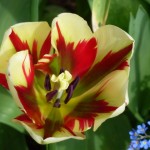 colourful-tulip