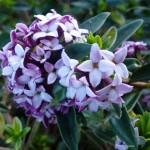 daphne in flower