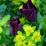 dark tulips