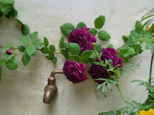 rose planted alongside brass garden tap