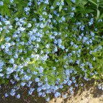 forget me not