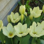 mellow yellow tulips