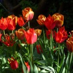 red tulips