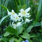 spring blooms