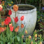 tulips and dolly