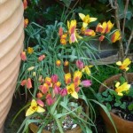 tulips by water barrel