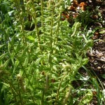 unfurling fern