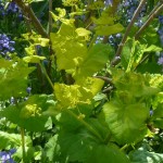 vibrant green plant