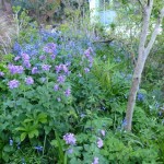 violets