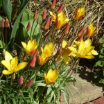 yellow and red tulips