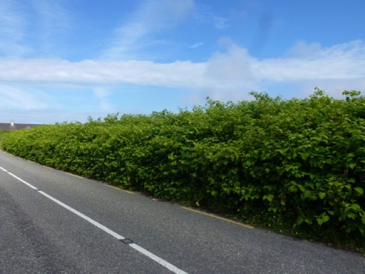 japanese knotweed hedge by roadside