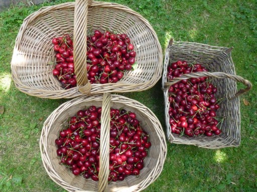a crop of cherries in baskets