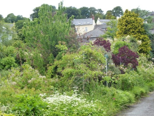well established garden in Kinsale