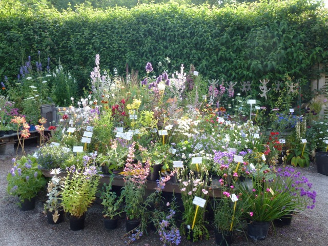 plants for sale on a stand in the garden