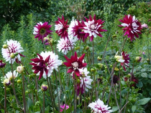 dual colour dahlias at charleston gardens