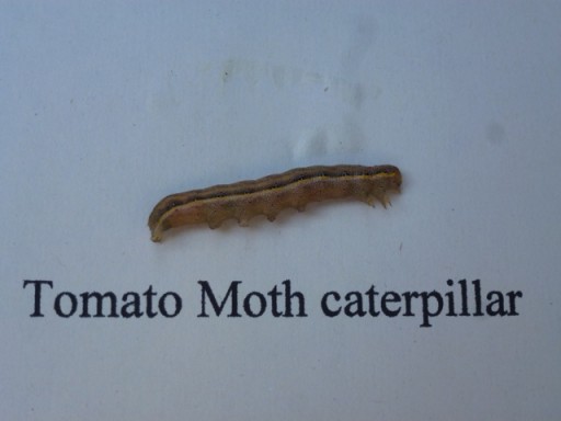 tomato moth caterpillar