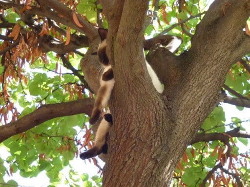 cat lazes in tree.