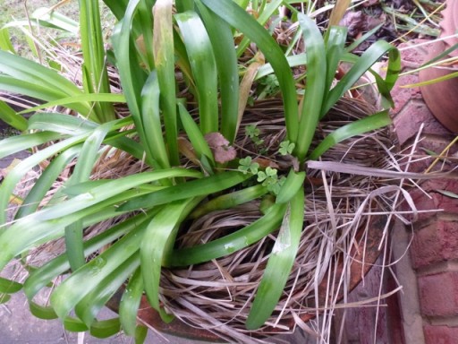 grass to protect agapanthus roots