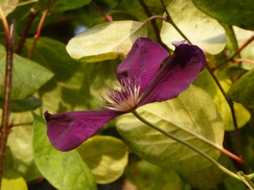 clematis flowering in December