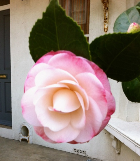 a near perfect camellia in flower