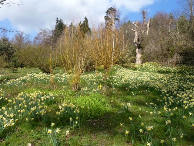 swathes of daffodils