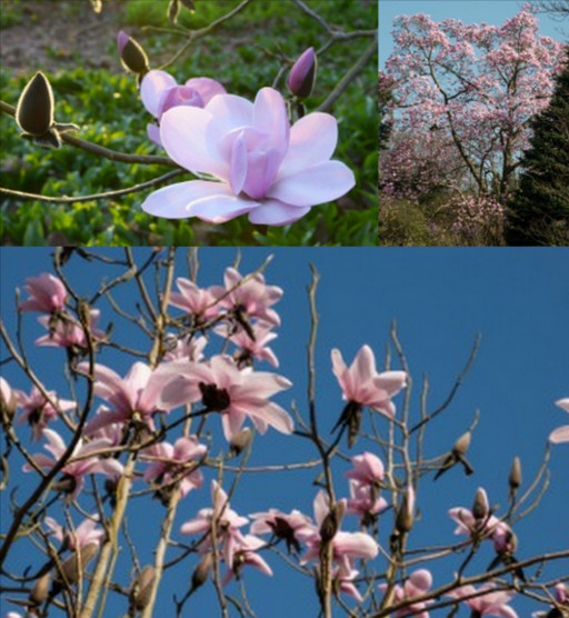 Three magnificent Magnolias in flower