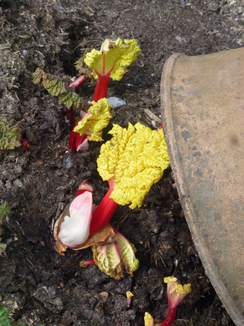 early shoots of rhubarb under a forcer