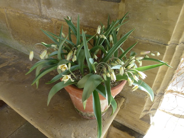 tulips on display at Gravetye