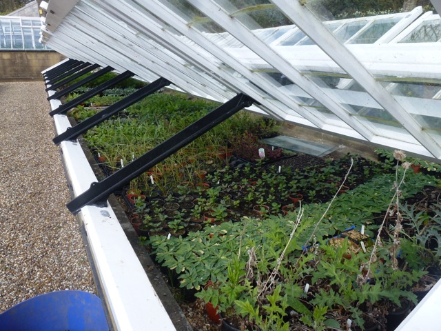 plants under the protection of a coldframe